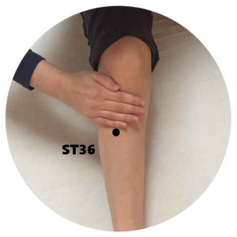 Stomach 36 acupuncture point.